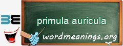 WordMeaning blackboard for primula auricula